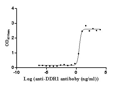 DDR1 Recombinant Monoclonal Antibody