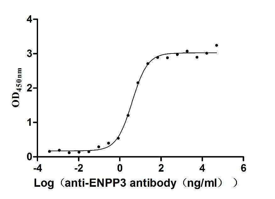 ENPP3 Recombinant Monoclonal Antibody