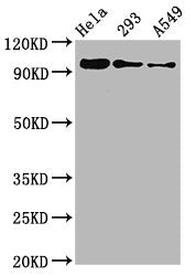 Phospho-FOXO3 (S253) Recombinant Monoclonal Antibody