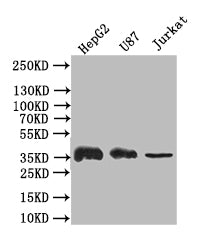 GAPDH Recombinant Monoclonal Antibody