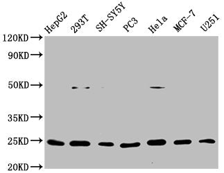 GDNF Recombinant Monoclonal Antibody