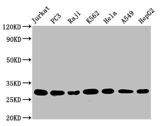 GSTO1 Recombinant Monoclonal Antibody