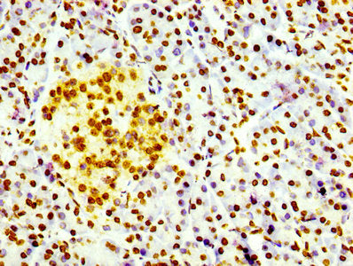 Histone H3.3 Recombinant Monoclonal Antibody