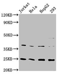 HAMP Recombinant Monoclonal Antibody