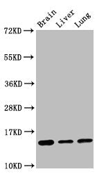 Histone H2B type 1-K Recombinant Monoclonal Antibody