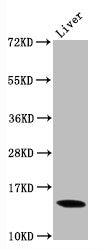 Di-methyl-Histone H3.1（K9）Recombinant Monoclonal Antibody