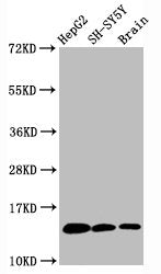 Mono-methyl-Histone H3.1（K36）Recombinant Monoclonal Antibody