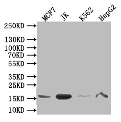 HIST1H3A Recombinant Monoclonal Antibody