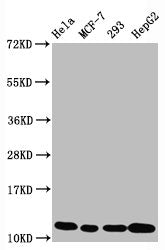 Acetyl-Histone H4 (K5) Recombinant Monoclonal Antibody