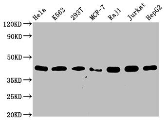 HNRNPC Recombinant Monoclonal Antibody
