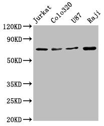 HSPA8 Recombinant Monoclonal Antibody
