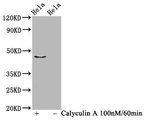 Phospho-IRF3 (S386) Recombinant Monoclonal Antibody