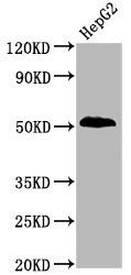 Phospho-PTEN (S380) Recombinant Monoclonal Antibody
