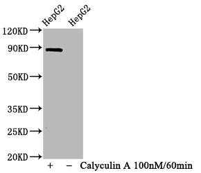 Phospho-STAT1 (S727) Recombinant Monoclonal Antibody