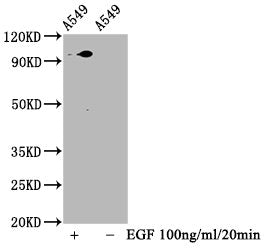 Phospho-STAT3 (S727) Recombinant Monoclonal Antibody