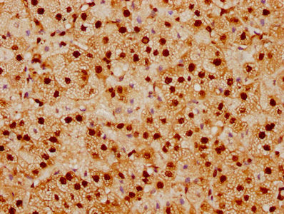 SUMO1 Recombinant Monoclonal Antibody