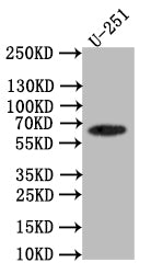 SLC1A2 Recombinant Monoclonal Antibody