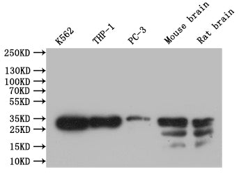 CREB1 Recombinant Monoclonal Antibody