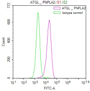 PNPLA2 Recombinant Monoclonal Antibody