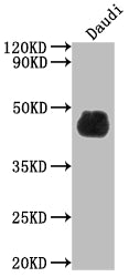 CD48 Recombinant Monoclonal Antibody