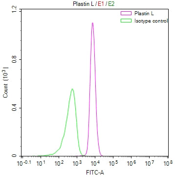 LCP1 Recombinant Monoclonal Antibody