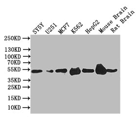 EGR2 Recombinant Monoclonal Antibody