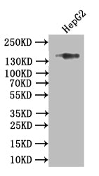 COL17A1 Recombinant Monoclonal Antibody