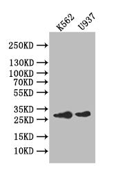 CA1 Recombinant Monoclonal Antibody