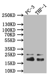 CAV1 Recombinant Monoclonal Antibody