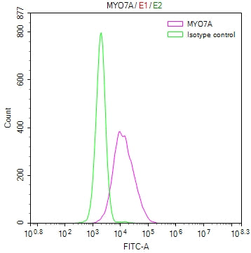 MYO7A Recombinant Monoclonal Antibody