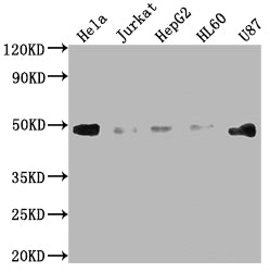 FAS Recombinant Monoclonal Antibody
