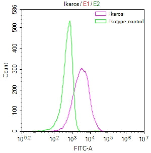 IKZF1 Recombinant Monoclonal Antibody