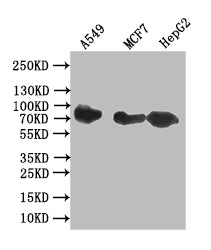 CD44 Recombinant Monoclonal Antibody