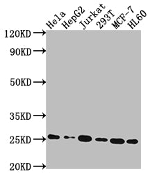 HMGB1 Recombinant Monoclonal Antibody
