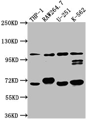 TLR5 Recombinant Monoclonal Antibody