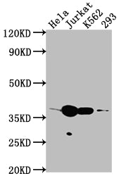 CDK6 Recombinant Monoclonal Antibody