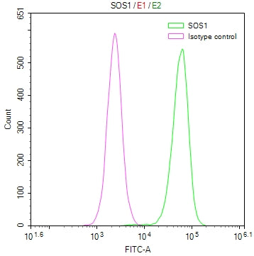 SOS1 Recombinant Monoclonal Antibody