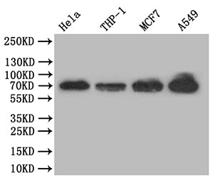 RELA Recombinant Monoclonal Antibody