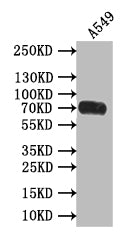 PVR Recombinant Monoclonal Antibody