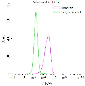 MFN1 Recombinant Monoclonal Antibody