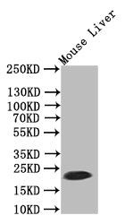 FTH1 Recombinant Monoclonal Antibody