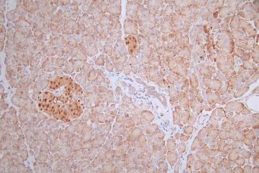 PAX6 Recombinant Monoclonal Antibody