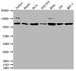 PIK3CA Recombinant Monoclonal Antibody