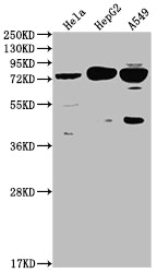HTR2C Recombinant Monoclonal Antibody