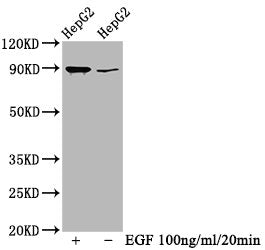 Phospho-RPS6KA1 (T359+S363) Recombinant Monoclonal Antibody