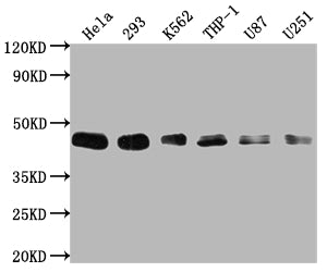 BMI1 Recombinant Monoclonal Antibody