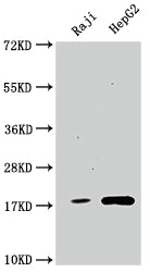PPIA Recombinant Monoclonal Antibody