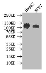 NPR2 Recombinant Monoclonal Antibody