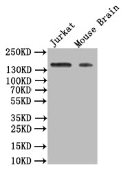 FLT1 Recombinant Monoclonal Antibody