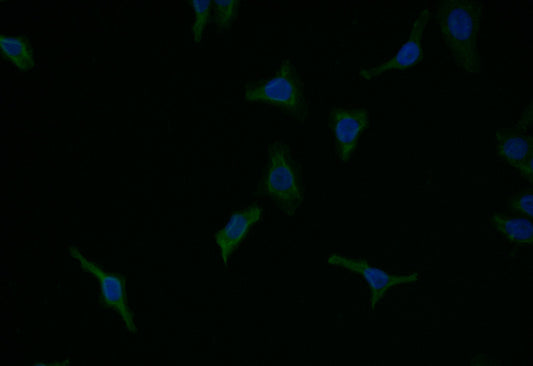 CASP9 Recombinant Monoclonal Antibody